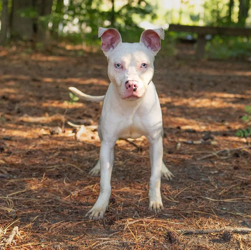 Wilbur