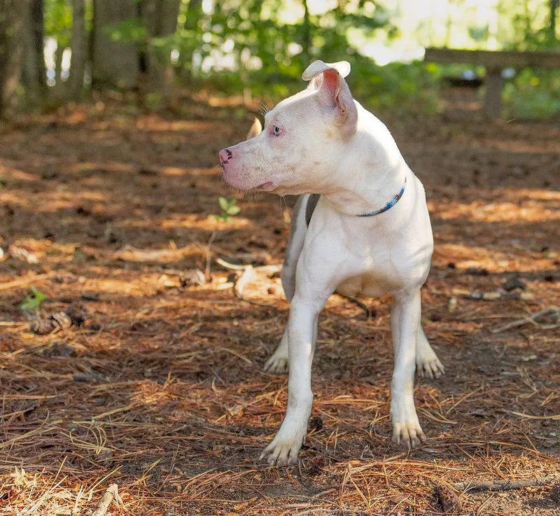 Wilbur thumbnail 3