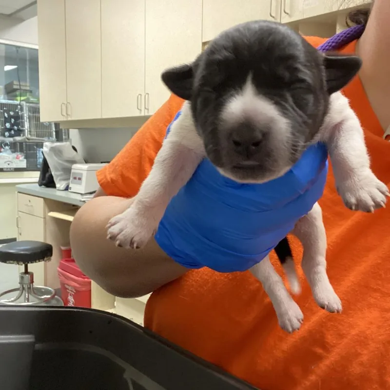 A baby large-sized female Black Cattle Dog dog named Mini__ for adoption in Westminster, CA