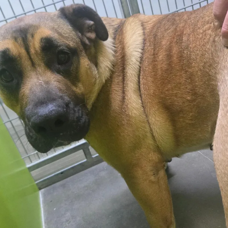 An adult large-sized female Brown / Chocolate Pit Bull Terrier dog named Stella for adoption in San Jacinto, CA