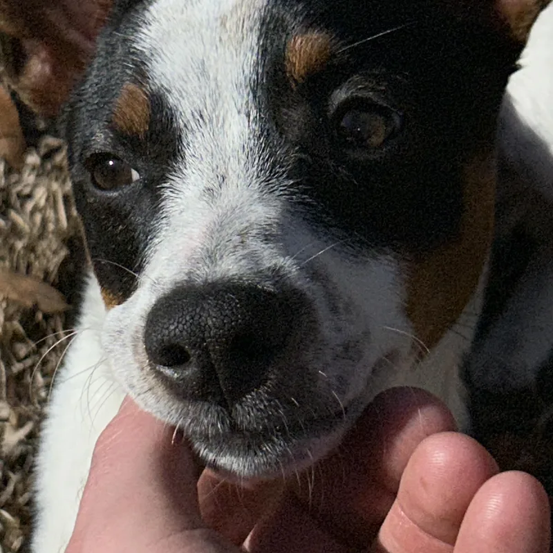 Frogger!   Lbs thumbnail 2