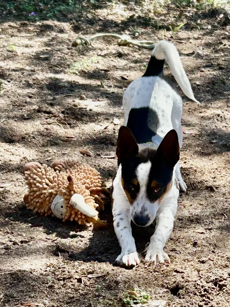 Frogger!   Lbs thumbnail 3