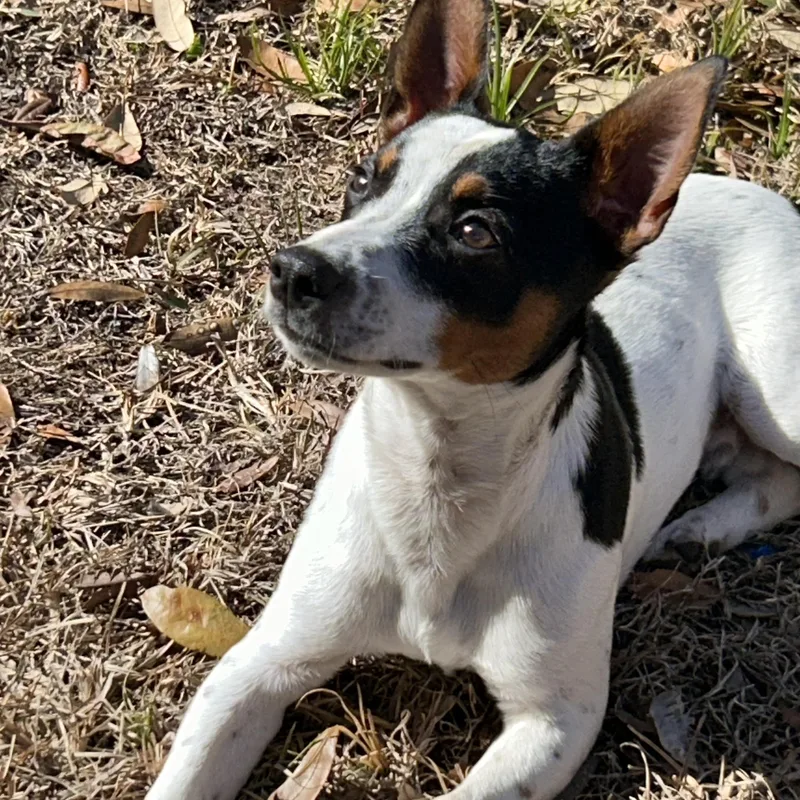 Frogger!   Lbs thumbnail 5