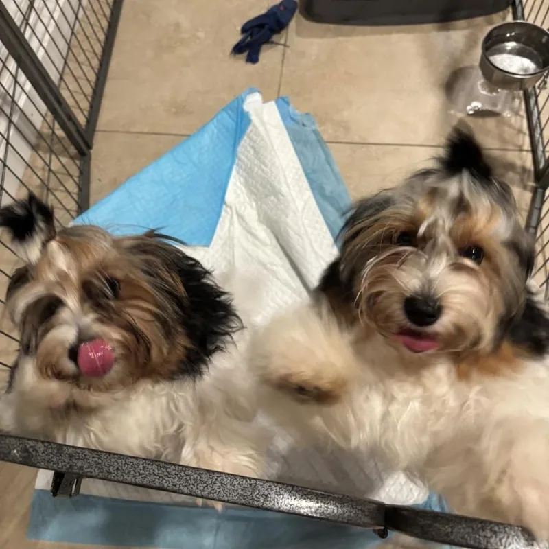 A young small-sized female White / Cream Yorkshire Terrier dog named Millie for adoption in Apple Valley, CA