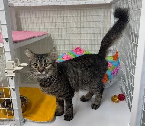 A young medium-sized female Domestic Short Hair cat named Cassie for adoption in Williamsburg, IA