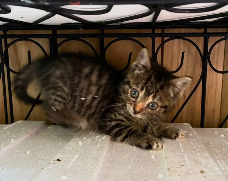 A baby small-sized female Tabby (Buff / Tan / Fawn) Domestic Short Hair cat named Molly for adoption in Bayonne, NJ