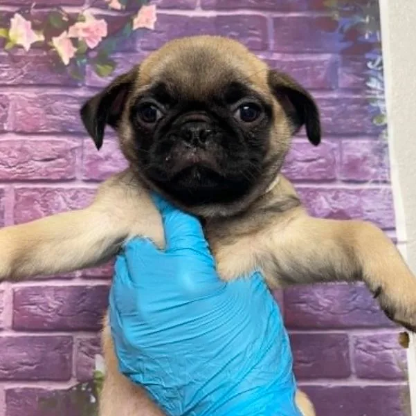 A baby small-sized male Yellow / Tan / Blond / Fawn Pug dog named Harry Dunne for adoption in Fort Collins, CO