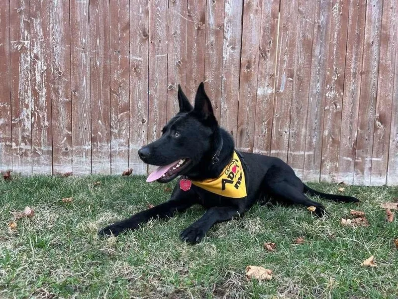 A young medium-sized male Black Labrador Retriever dog named Johnny for adoption in Westwood, NJ