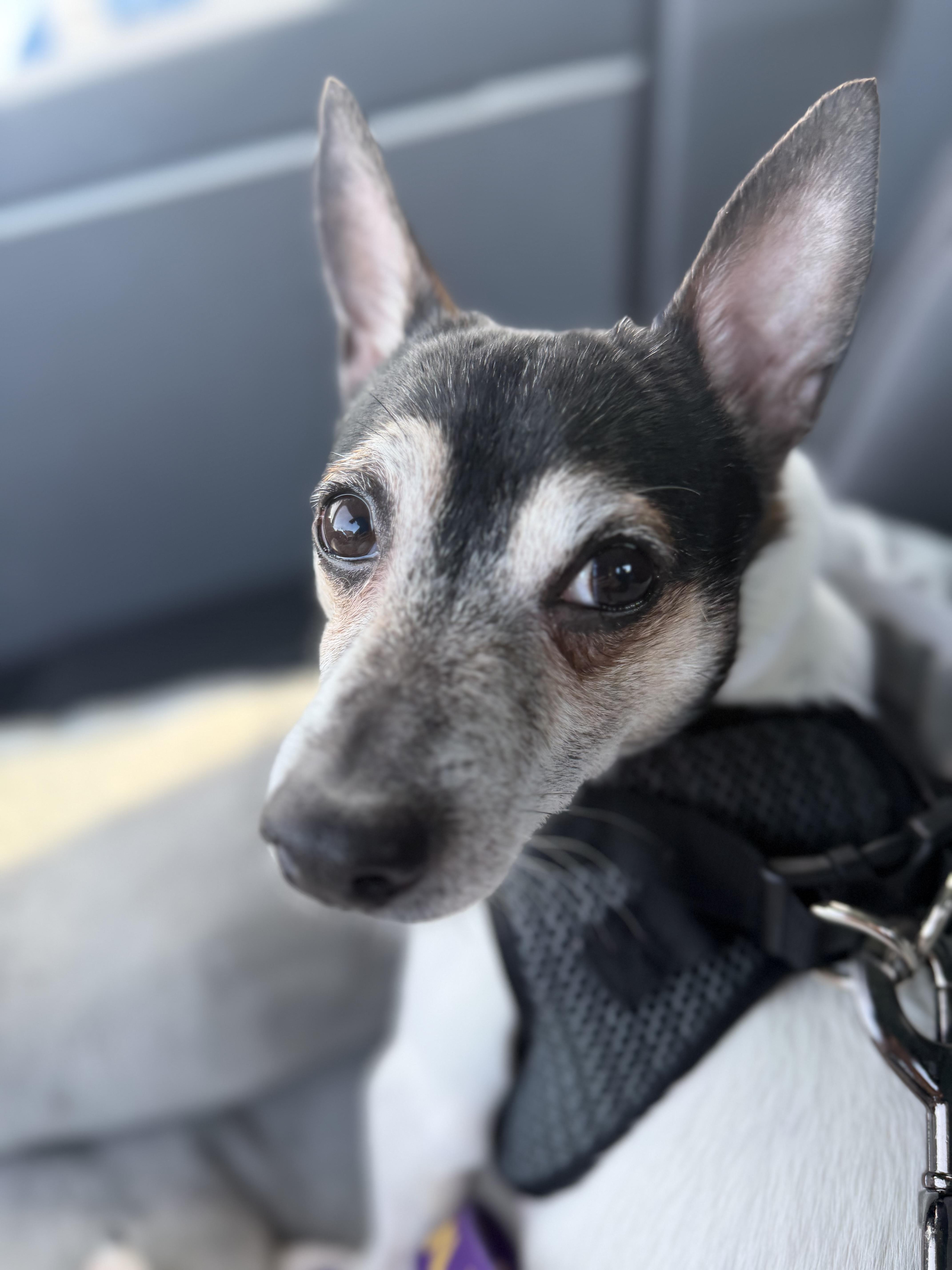 An adult small-sized male White / Cream Rat Terrier dog named Finn for adoption in Stamford, CT