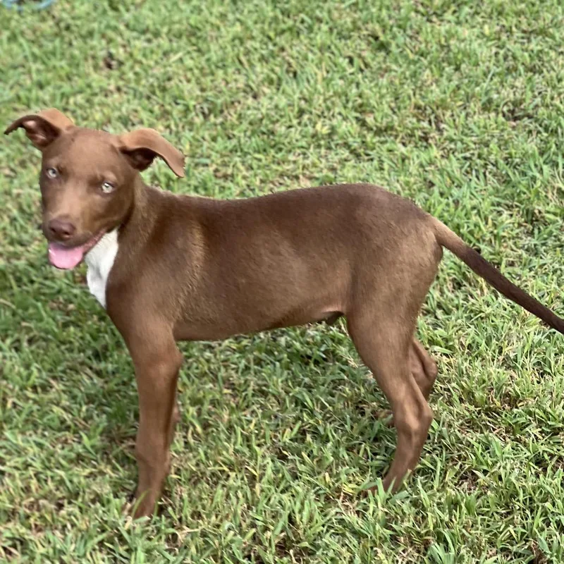 A baby medium-sized male Red / Chestnut / Orange Mixed Breed dog named Boomer for adoption in Keaau, HI
