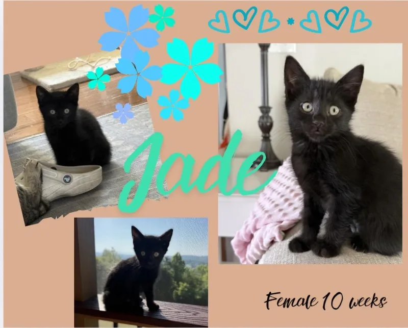 A baby large-sized female Domestic Short Hair cat named Jade for adoption in Blountville, TN