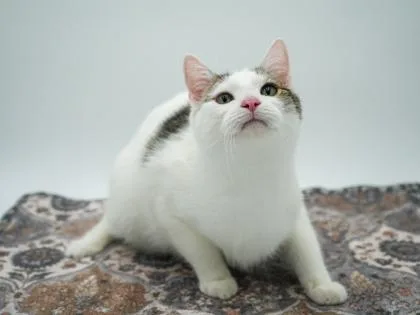 A young small-sized male Domestic Short Hair cat named Sukuna for adoption in Bowling Green, KY
