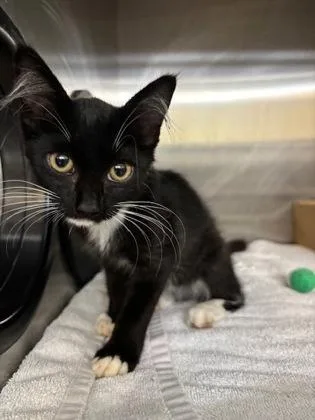 A baby small-sized female Domestic Short Hair cat named Star for adoption in Honolulu, HI