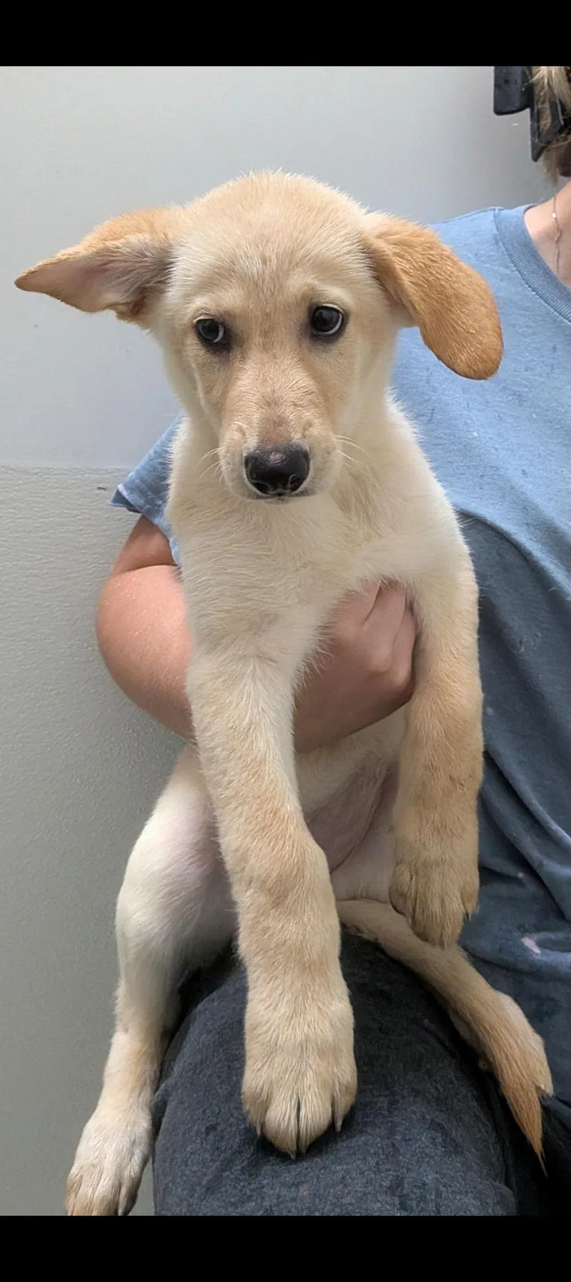 A baby medium-sized male Retriever dog named Colin for adoption in Aurora, IL