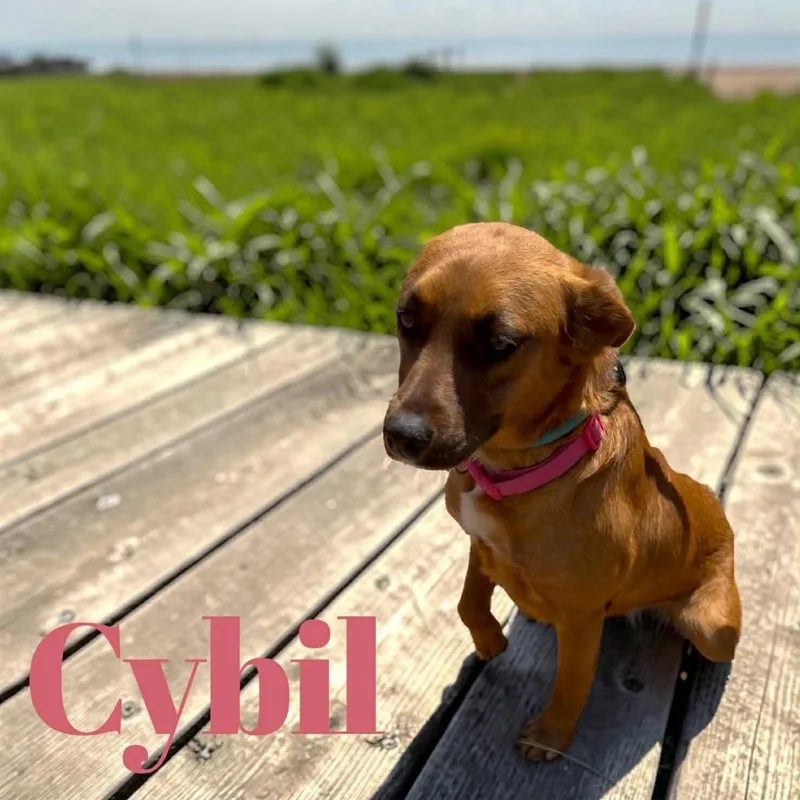 Sybil