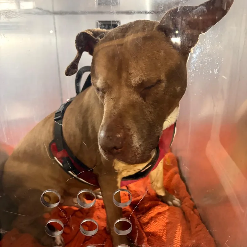A senior large-sized male Yellow / Tan / Blond / Fawn Pit Bull Terrier dog named Red for adoption in Philadelphia, PA
