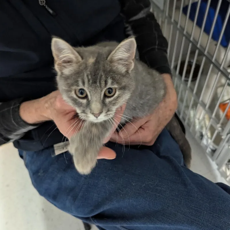 A baby small-sized female Gray & White Domestic Medium Hair cat named Digit and Disco for adoption in Hutchinson, MN
