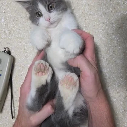Digit and Disco thumbnail 3