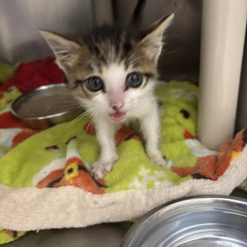 A baby small-sized female Calico Domestic Short Hair cat named Alibi for adoption in Kanab, UT
