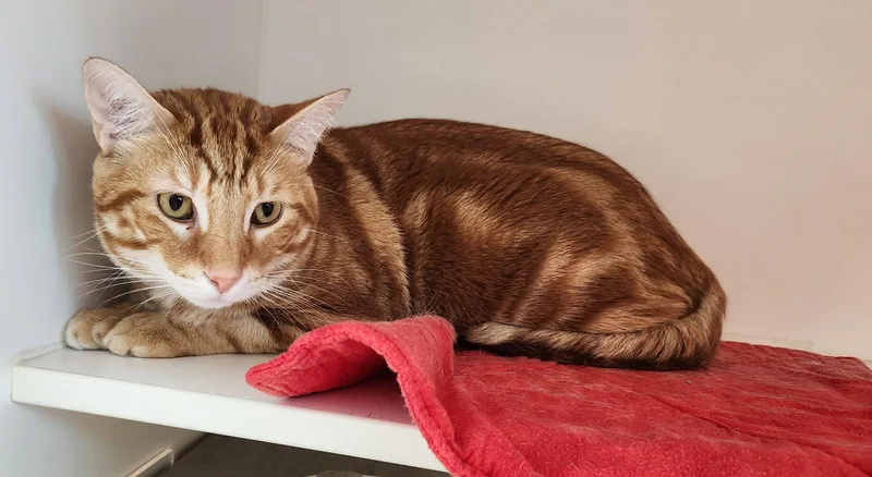 An adult medium-sized male Orange & White Domestic Short Hair cat named Dozer for adoption in Herndon, VA