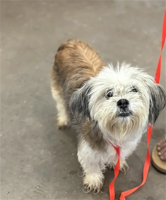 An adult small-sized female Mixed Breed dog named Chappara for adoption in Dallas, TX