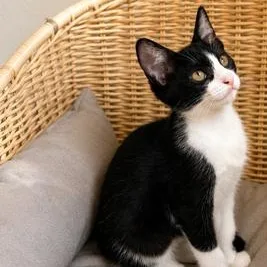 A baby small-sized female Black & White / Tuxedo Tuxedo cat named Cleo for adoption in Liverpool, TX