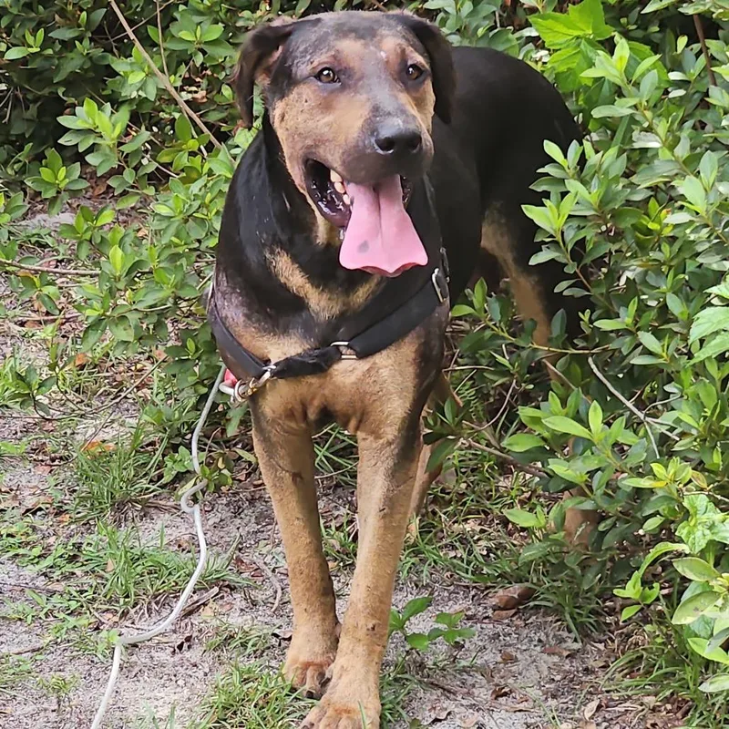 An adult large-sized male Black Mixed Breed dog named Kruger for adoption in Lake Panasoffkee, FL