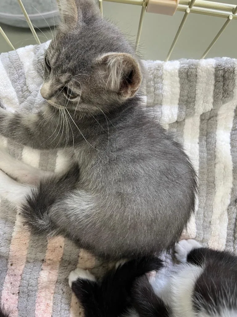 A baby small-sized female Domestic Short Hair cat named Mittens for adoption in Noble, OK