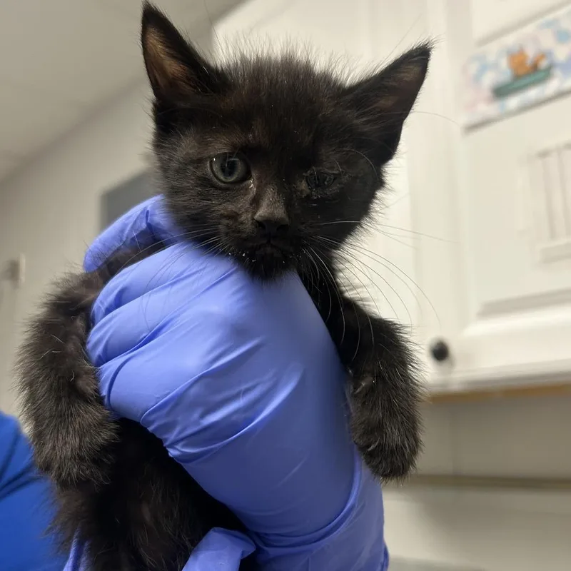 A baby small-sized male Black Domestic Short Hair cat named Pitch Black for adoption in Greenville, SC