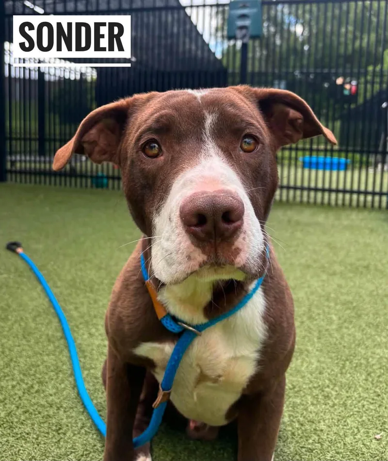 An adult medium-sized male Brown / Chocolate Mixed Breed dog named Sonder for adoption in Flint, MI