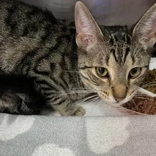An adult medium-sized male Gray / Blue / Silver Domestic Short Hair cat named Mouse for adoption in Rapid City, SD