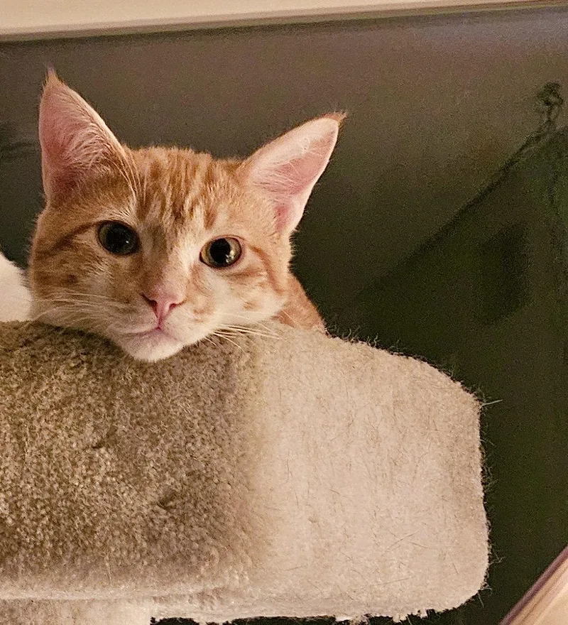 LOKI  Bonded with