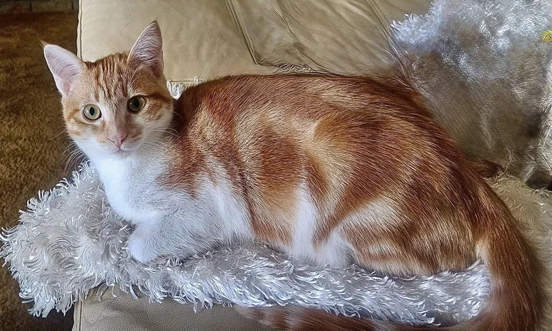 LOKI  Bonded with thumbnail 2