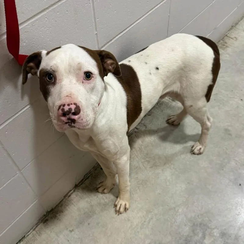 A young medium-sized male White / Cream Mixed Breed dog named Dude K for adoption in Union, MO