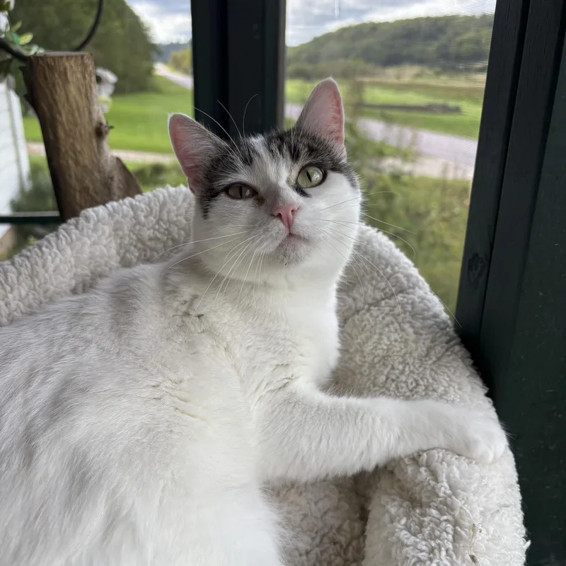 A young medium-sized female White Domestic Short Hair cat named Lana for adoption in Lone rock, WI
