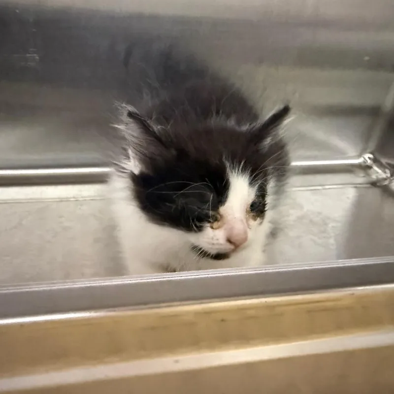 A baby small-sized male Black Domestic Medium Hair cat named Mowgli for adoption in Madisonville, TN