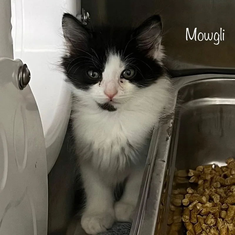 Mowgli thumbnail 2