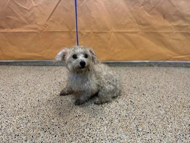 A young small-sized female Maltese dog named Ginnie for adoption in Miami, FL