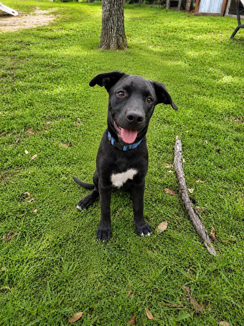 A baby medium-sized female Black Labrador Retriever dog named Lala for adoption in Houston, TX