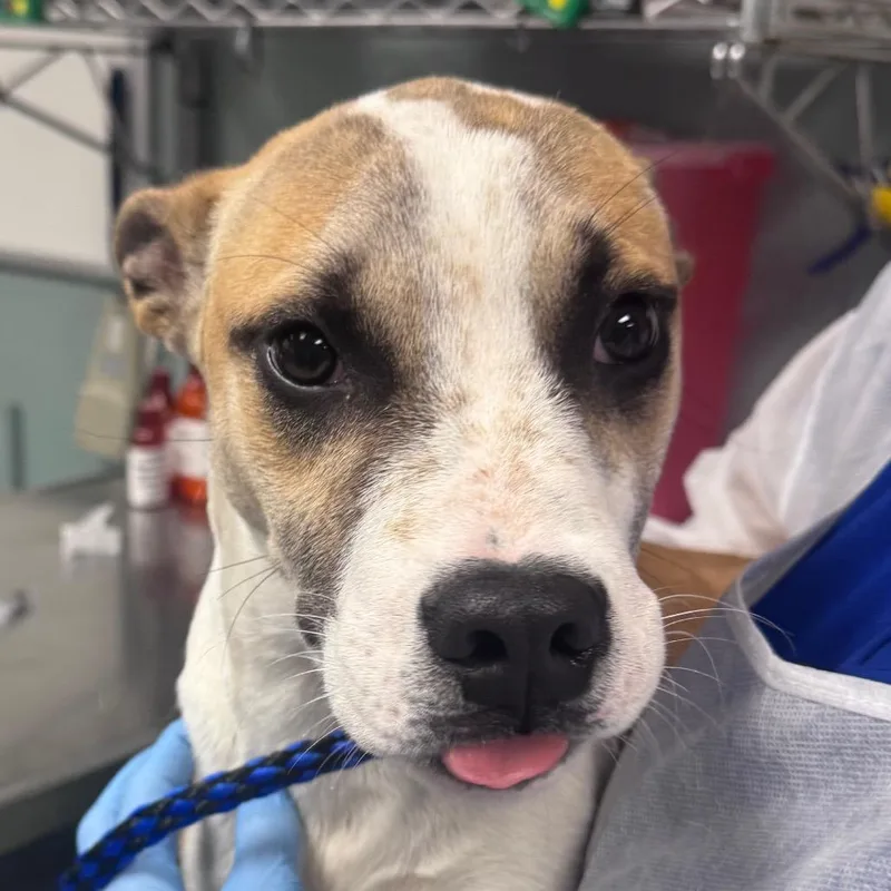 An adult medium-sized male Yellow / Tan / Blond / Fawn American Staffordshire Terrier dog named Poncho for adoption in Greenville, SC