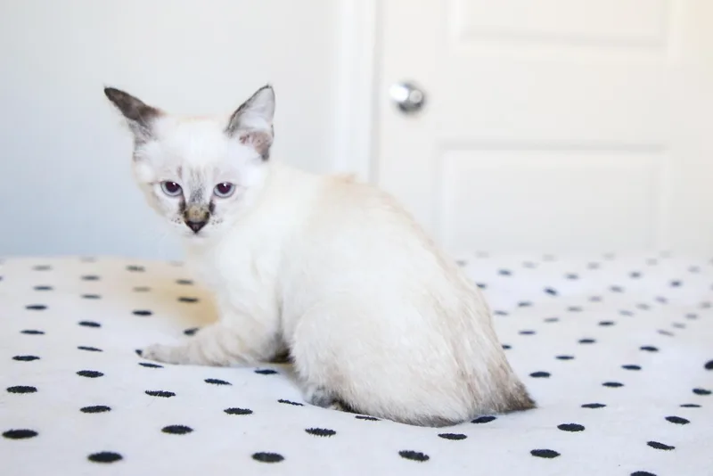 A baby medium-sized female Lilac Point Siamese cat named Juniper for adoption in Fort Worth, TX