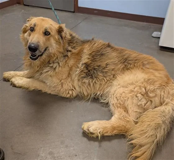 An adult large-sized male German Shepherd Dog dog named Walter for adoption in Phoenix, AZ
