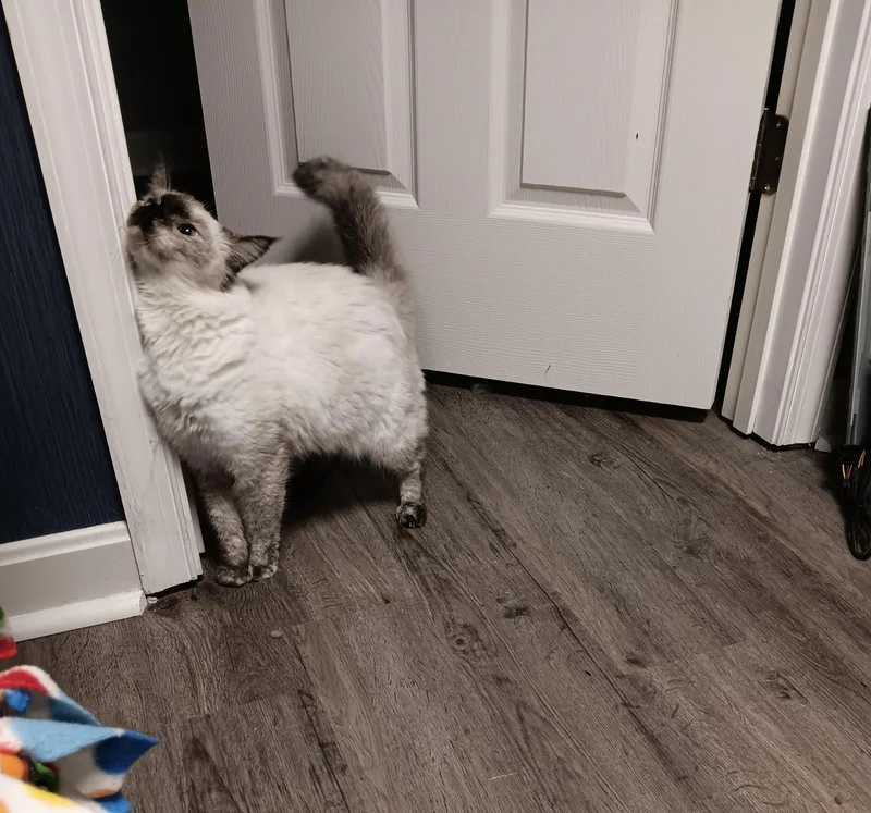 An adult medium-sized female Seal Point Ragdoll cat named Lady B for adoption in North East, MD