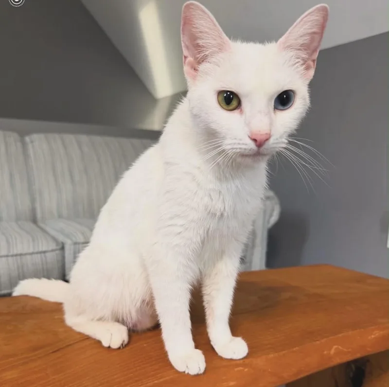 An adult medium-sized female White Domestic Short Hair cat named Laena Valaryon for adoption in Berkeley Springs, WV