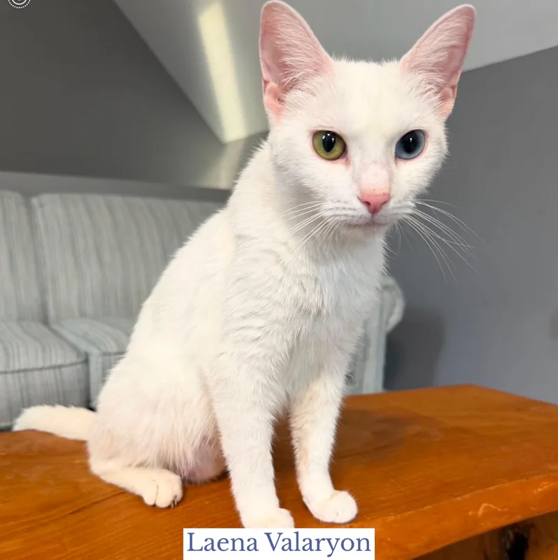 Laena Valaryon thumbnail 4