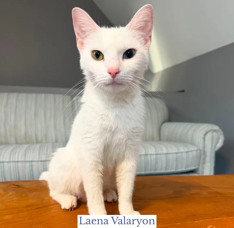 Laena Valaryon thumbnail 5
