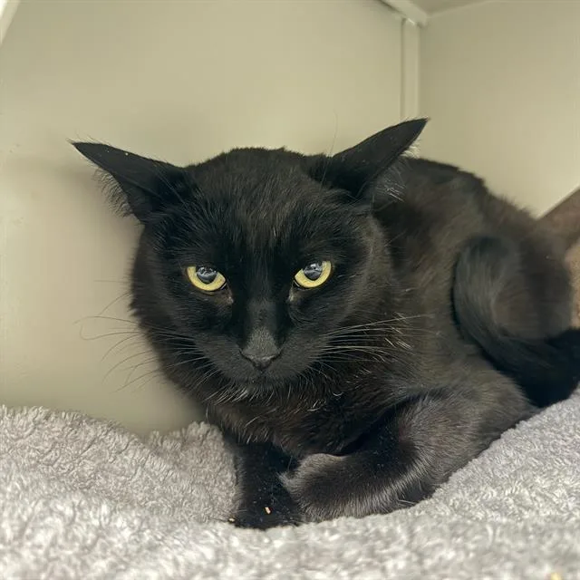 A young small-sized male Domestic Short Hair cat named Grover for adoption in Las Vegas, NV