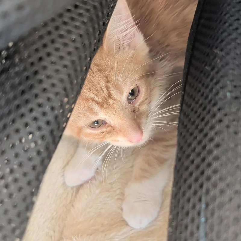 A baby small-sized male Orange / Red Domestic Short Hair cat named NefNef for adoption in Greensboro, NC