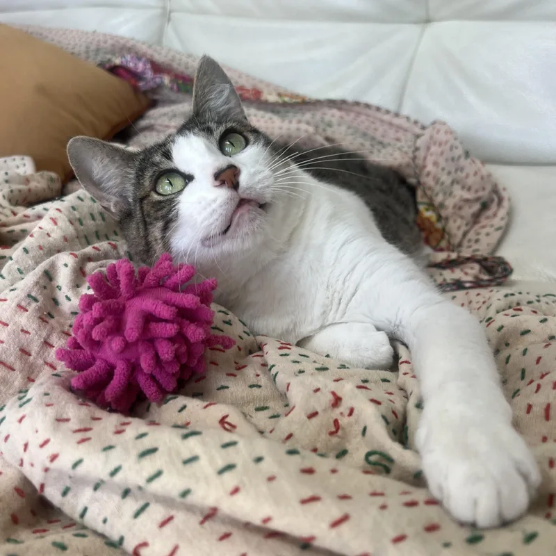 A young medium-sized female Domestic Short Hair cat named Birdie for adoption in San Diego, CA