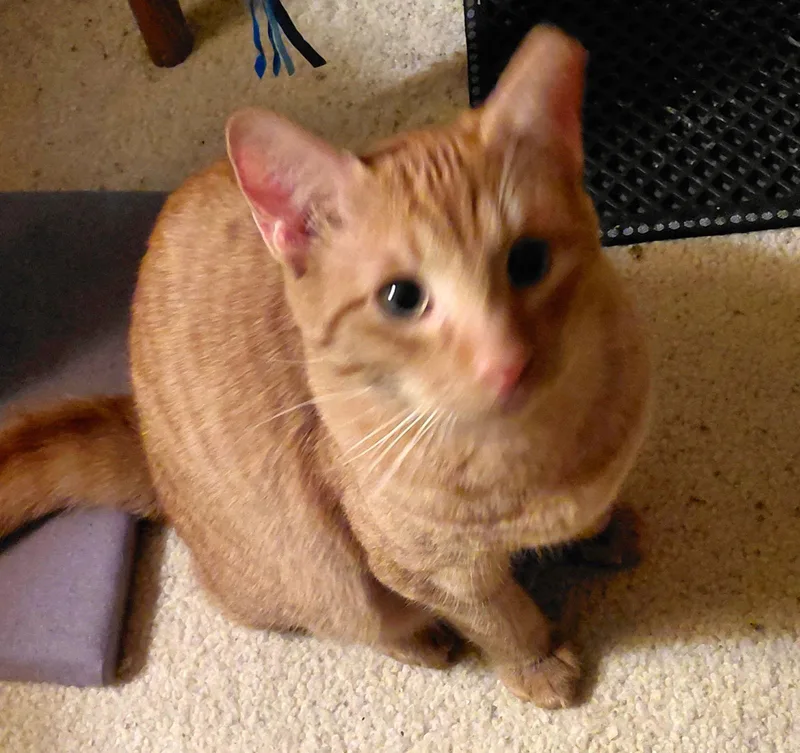 Sweet Peach Bondedtofrankie thumbnail 2